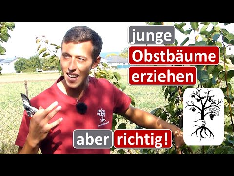 Junge Obstbäume schneiden und formieren - Erziehungsschnitt von Obstbäumen