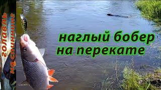 Воблеры asakura s hornet 4