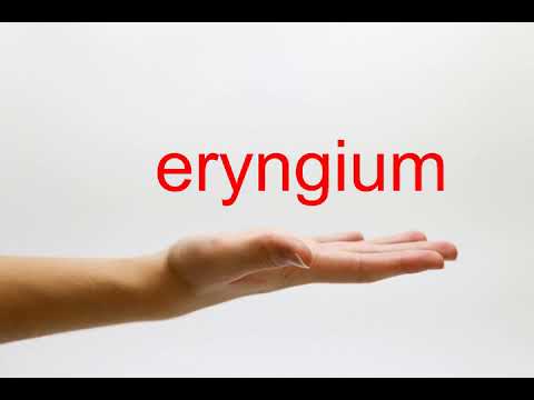 How to Pronounce eryngium - American English
