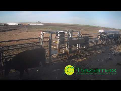 Apartador automático - Video 2