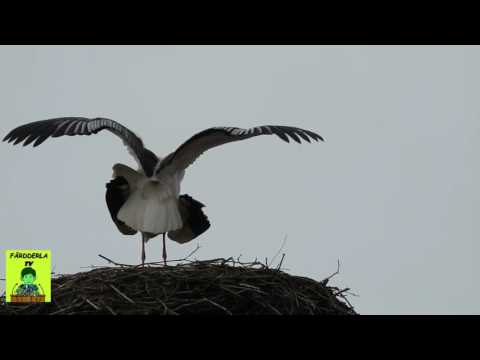 Storchenporno 2017 03 05