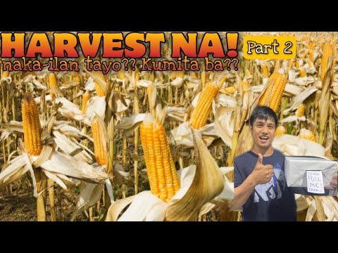 EP567-Part2: Yellow Corn (Maize) Harvest Na! Nakailang Sako??? Kumita Kaya?