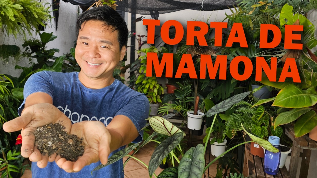 Torta de mamona - Um super adubo