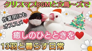 【文鳥】クリスマスソングと文鳥～ズで癒しのひとときを☆作業用にもオススメ♪