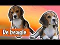 IK WIL EEN BEAGLE! | DierenpraatTV