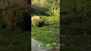 preview picture of video 'Khutimari forest, Sonakhali range,Gairkata, Dhupguri, Jalpaiguri.'