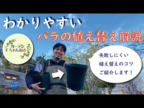 バラの世話をする際の5つの大きな間違い 植物