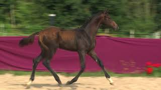 Video koně Quintano FG