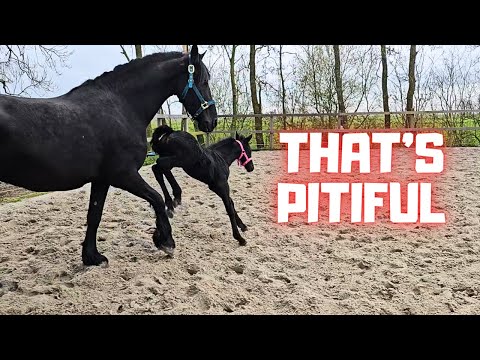 Foal Belle is moving! | That's pathetic! | The ponies escaped in the night! | Friesian Horses