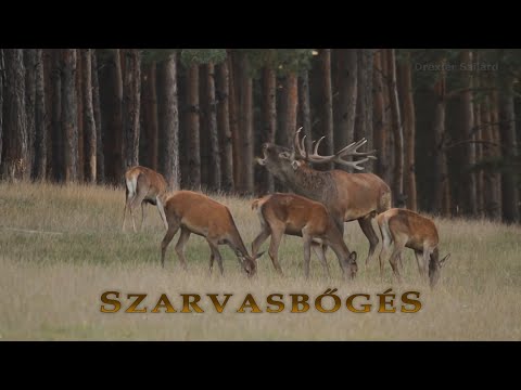 Vadkaland (10.rész) - SZARVASBŐGÉS