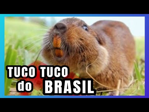 AS 8 ESPÉCIES BRASILEIRAS  DE TUCO TUCOS|BRASIL SELVAGEM.