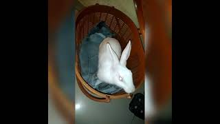 cute rabbit #shorts  #youtubeshorts rabbit name rabbit giving birth