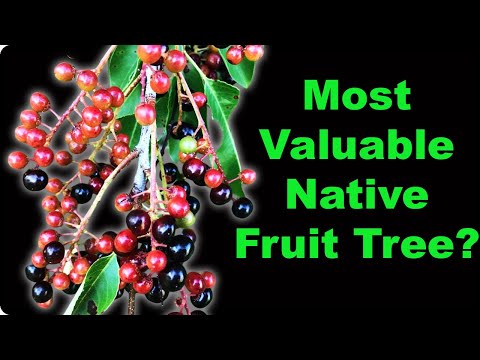 Wild Black Cherry Facts That Will Surprise You!