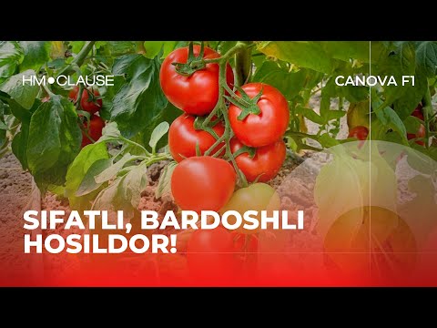Канова F1 | Sifatli, Bardoshli, Hosildor! Transportbop pomidor! CANOVA F1 (HM.Clause, Fransiya)