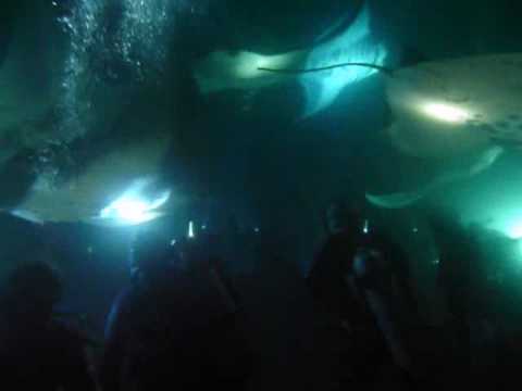 Manta Ray Night Dive