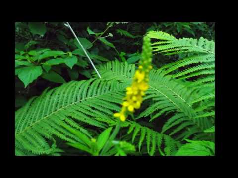 アグリモニア ユーパトリア