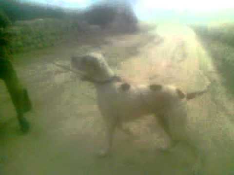 raja  sarfaraz   with   nadeem   dog