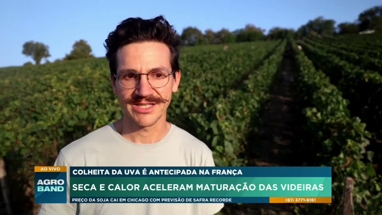 Seca e calor antecipam colheita de uvas na região de Champagne