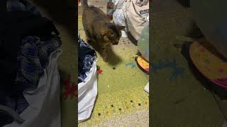 何が起こった？　#ネコ #ねこ動画 #ねこのいる暮らし