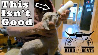 Bottle Feeding 1 Day Old Kid Goats  | Teaching Baby Goats To Take Bottle | Homemade Bottle Formula