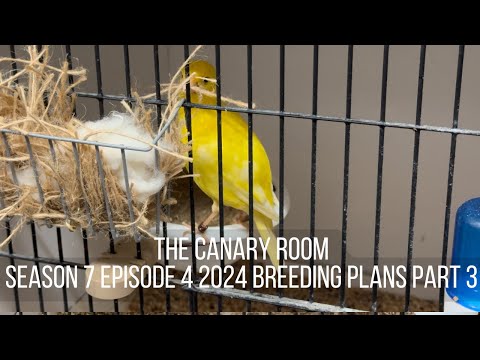 The Canary Room Season 7 Episode 4 - Breeding Season plans part 3