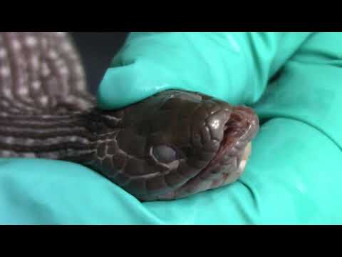 Snake Dissection - External Anatomy