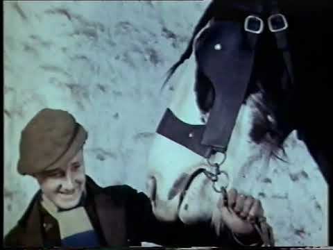 A tribute to Clydesdale Horses - The Good Servant