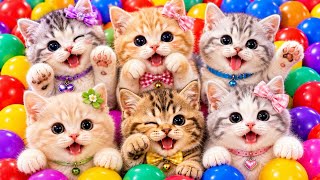 Download lagu ANAK KUCING MEONG MEONG | Lagu Anak Anak | Lagu Anak Indonesia Populer Si Meong Kucing Lucu mp3 Download lagu ANAK KUCING MEONG MEONG | Lagu Anak Anak | Lagu Anak Indonesia Populer Si Meong Kucing Lucu mp3