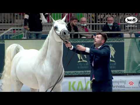 N 60 FREE GANGES   VERONA 2021 International Cup   Stallions 7+ Years Old Class 10