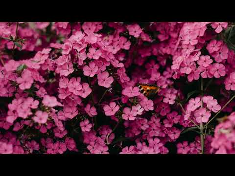 Știu de pe acum + versuri (lyrics)