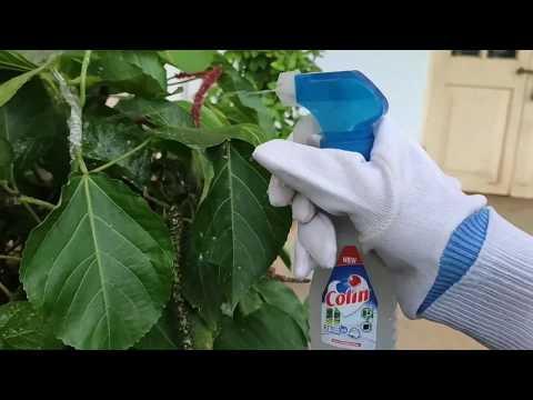 Simple solution for Mealy Bugs | Organic way to get rid of Ants | Globe Greeners |