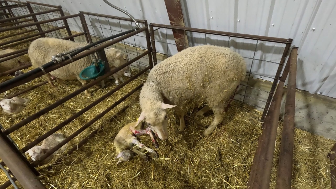 My Protocol For Lambing in Canada!