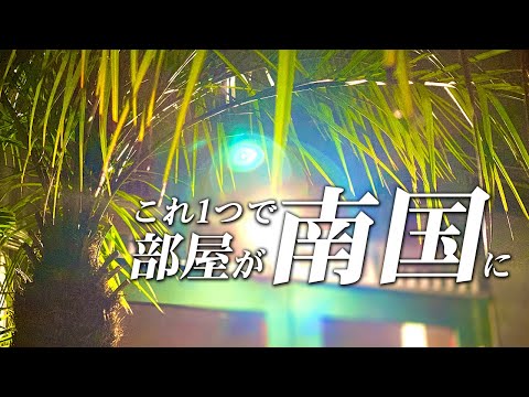 園芸 ドワーフヤシ、地中海ヤシ