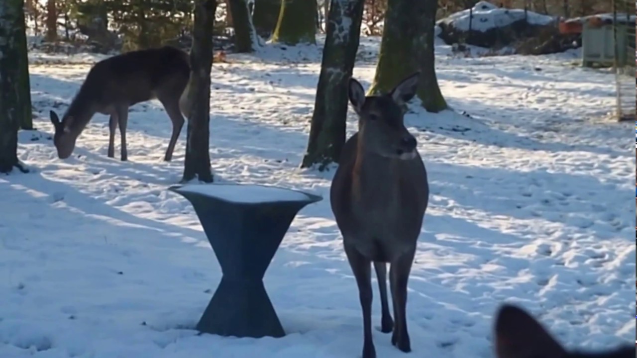 La biche et le faon de Saint Germain le Châtelet il y a quelques mois - Petition change.org