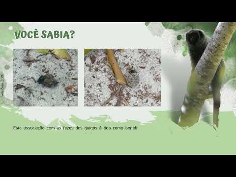 Guigó-de-coimbra (Callicebus coimbrai)