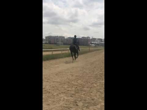 , title : 'Karabakh horse'
