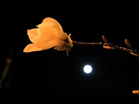 Raag Saraswati, Pandit Ram Narayan, Sarangi