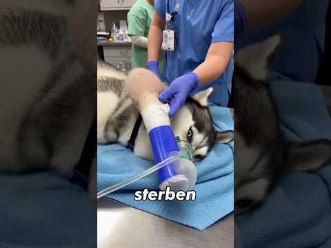 Der Beweis für den Glauben an der Menschheit 🙏🏻 #shorts #ki #sora2 #husky #menschheit