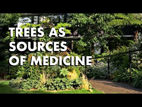 Trees as Sources of Medicine