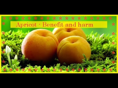 Apricot - Benefit and harm / Bon Appetit