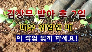 [텃밭농부 2,052]  김장무 발아 후 2일. 중요한 이 작업 해 주세요! #김장무재배