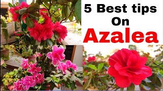How to save azalea plant after you bring it from plant nursery