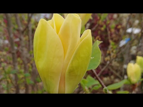 年に2回咲くモクレンの品種はありますか?どれの ？  庭園