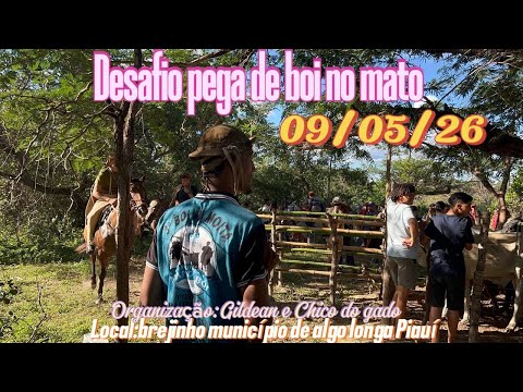 Desafio pega de boi no mato local Brejinho município ￼ alto longa Piauí #￼ Pega de boi no mato ￼￼