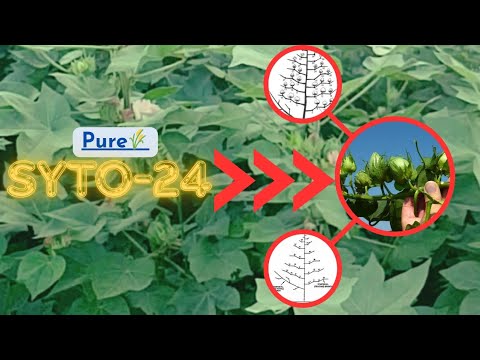 new pure Syto-24! khad, spray k bgair tiyar 🌾🚜🌽