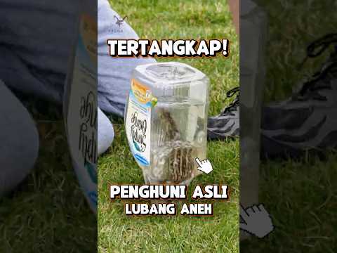 CARA UNIK MENANGKAP GOPHER -  SI TIKUS TANAH BERKANTONG #faktaunik #hewan #tupai #shorts #fyp