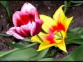 Sonate no. 2 ''Mon pere'' (Paul de Senneville ...