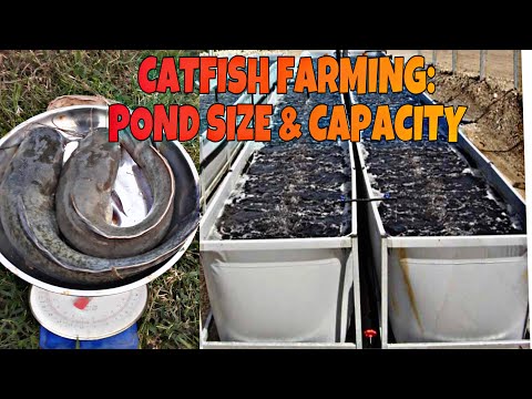 Catfish farming: sizes of pond and capacity | things you need on a fish farm