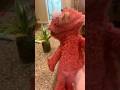 Elmo World Dorothy Family Question