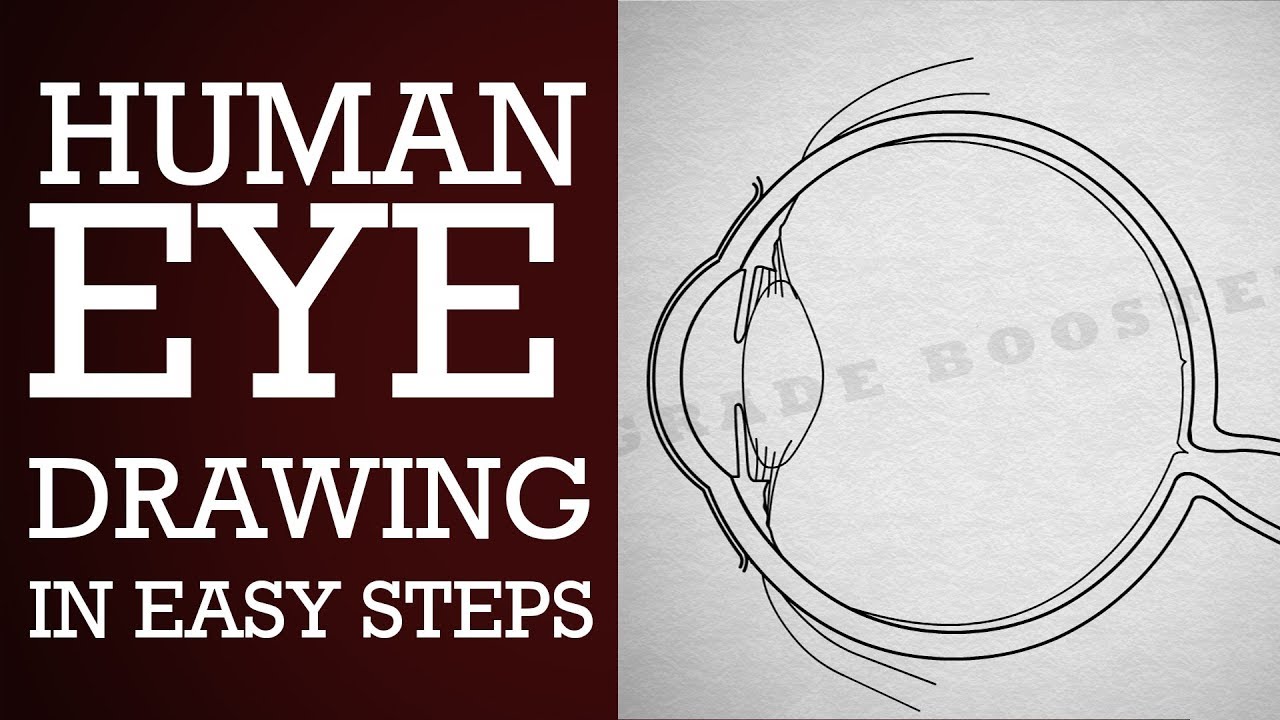 How to draw human #eye diagram step by step |10th Physics | science | CBSE syllabus | NCERT class 10